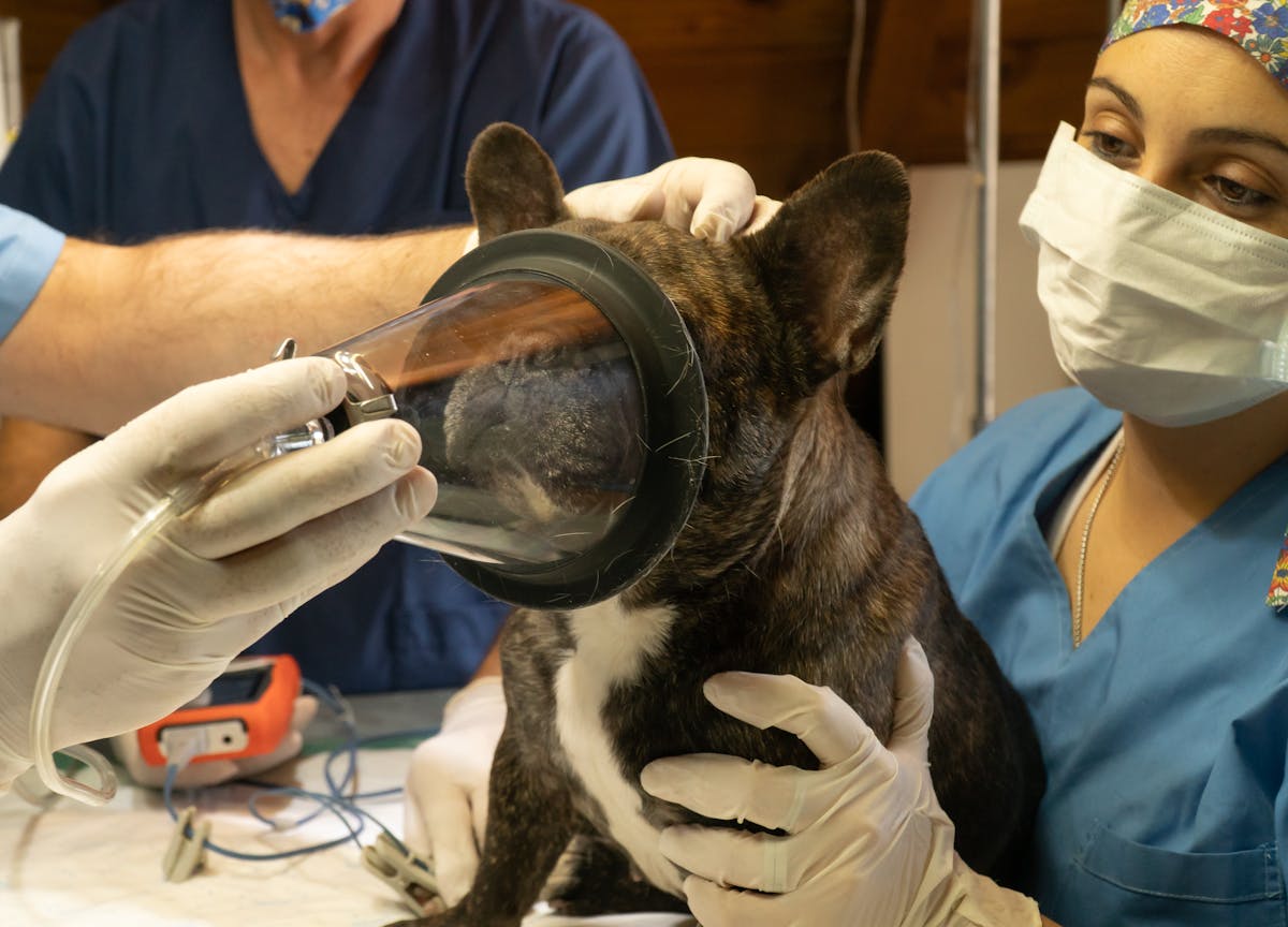 Equipe veterinaria realizando avaliacao de saude em cachorro