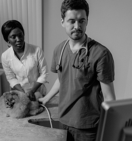 Atendimento veterinario em acao de saude animal