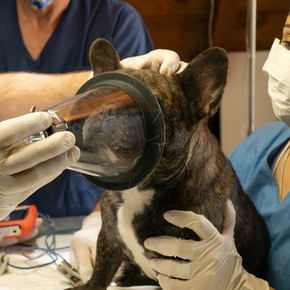 Cuidado veterinario com foco em bem-estar animal